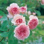Rosa 'James Galway'