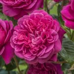 Rosa 'James L. Austin'