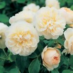Rosa 'Litchfield Angel'