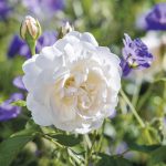 Rosa 'Litchfield Angel' - Image 2