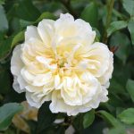 Rosa 'Litchfield Angel' - Image 3