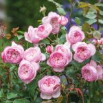 Rosa 'The Mill on the Floss'