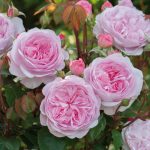 Rosa 'Olivia Rose Austin'
