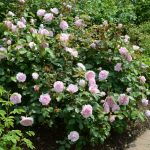 Rosa 'Olivia Rose Austin' - Image 2
