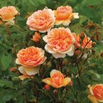 Rosa 'Port Sunlight'