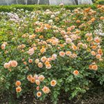 Rosa 'Port Sunlight' - Image 2