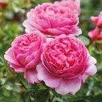Rosa 'Princess Alexandra of Kent'