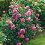 Rosa 'Princess Alexandra of Kent' - Image 2
