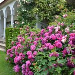 Rosa 'Princess Anne' - Image 2