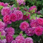 Rosa 'Princess Anne' - Image 3