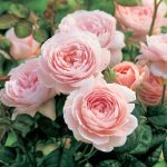 Rosa 'Queen of Sweden'