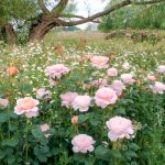 Rosa 'Queen of Sweden' - Image 2