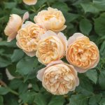 Rosa 'Roald Dahl'