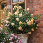 Rosa 'Roald Dahl' - Image 2
