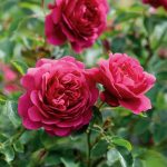 Rosa 'Sir John Betjeman'