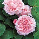 Rosa 'St. Swithun'