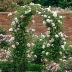 Rosa 'St. Swithun' - Image 2