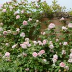 Rosa 'St. Swithun' - Image 3