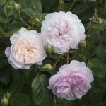 Rosa 'The Albrighton Rambler'