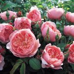 Rosa 'The Alnwick® Rose'