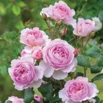 Rosa 'The Ancient Mariner'