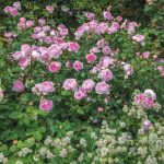 Rosa 'The Ancient Mariner' - Image 2