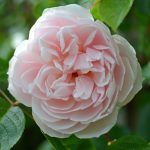 Rosa 'The Generous Gardener'