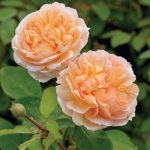 Rosa 'The Lady Gardener'