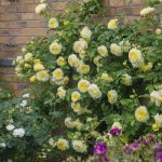 Rosa 'The Pilgrim'®
