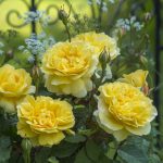 Rosa 'The Poet's Wife' - Image 2