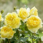 Rosa 'The Poet's Wife'