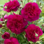 Rosa 'Thomas A. Beckett'