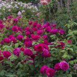 Rosa 'Thomas A. Beckett' - Image 2