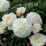Rosa 'Tranquility'
