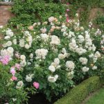 Rosa 'Tranquility' - Image 2