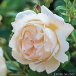 Rosa 'Wollerton Old Hall'