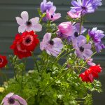 Anemone 'St Brigid Mix'