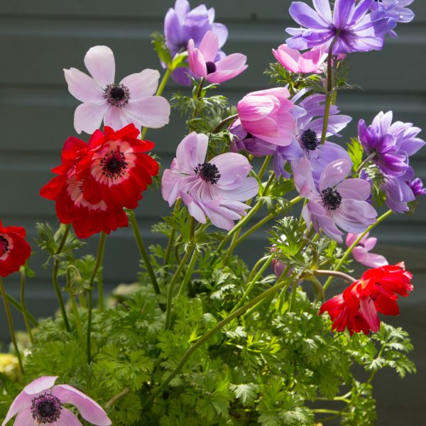 Anemone 'St Brigid Mix'