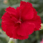 Dianthus 'Fusilier' - Image 2