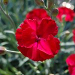 Dianthus 'Fusilier'