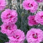 Dianthus 'Pop Star'® - Image 2
