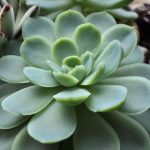 Echeveria Chihuahuaensis