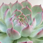 Echeveria Chihuahuaensis - Image 2