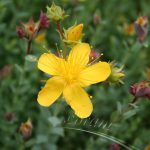 Hypericum polyp. 'Grandiflorum' - Image 2