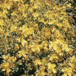 Hypericum polyp. 'Grandiflorum'