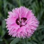 Dianthus 'Pop Star'®