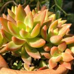 Sedum nussbaumerianum