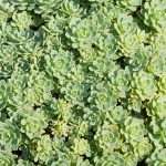 Sedum Pachyclados