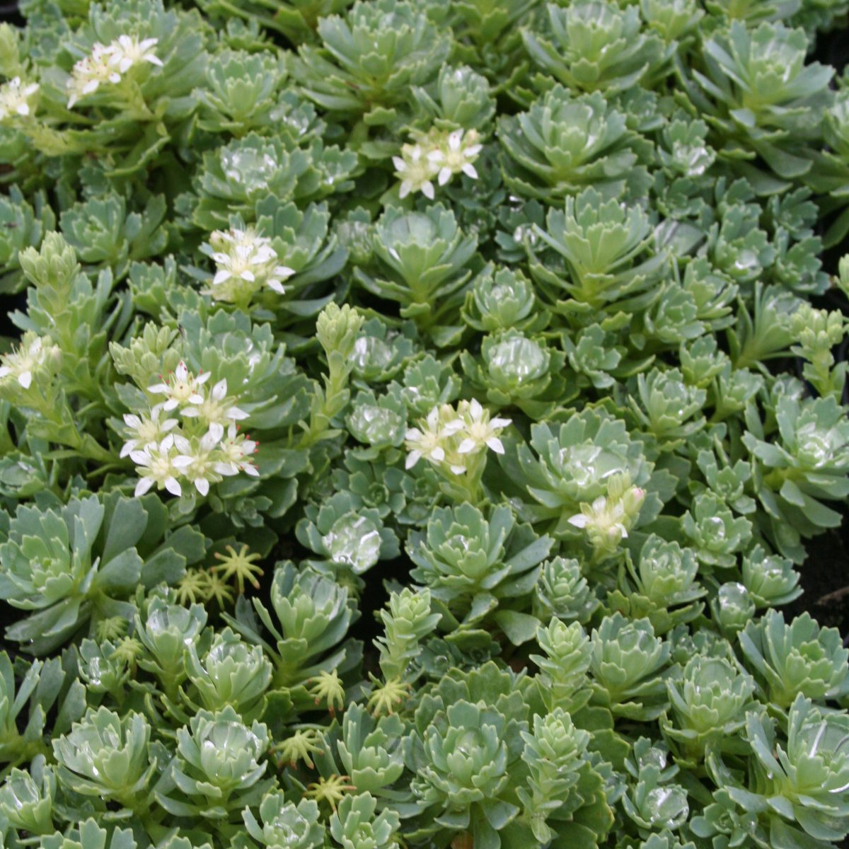 Sedum Pachyclados - Image 2