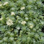 Sedum Pachyclados - Image 2